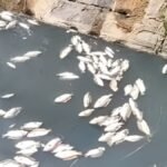 आमी नदी का पानी काला