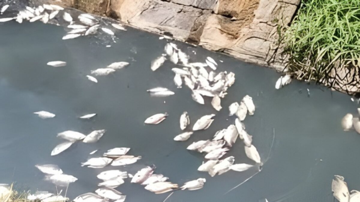 आमी नदी का पानी काला